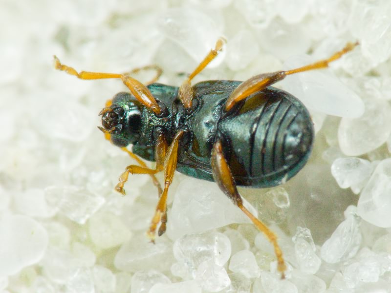 Crepidodera fulvicornis (Fabricius, 1792)